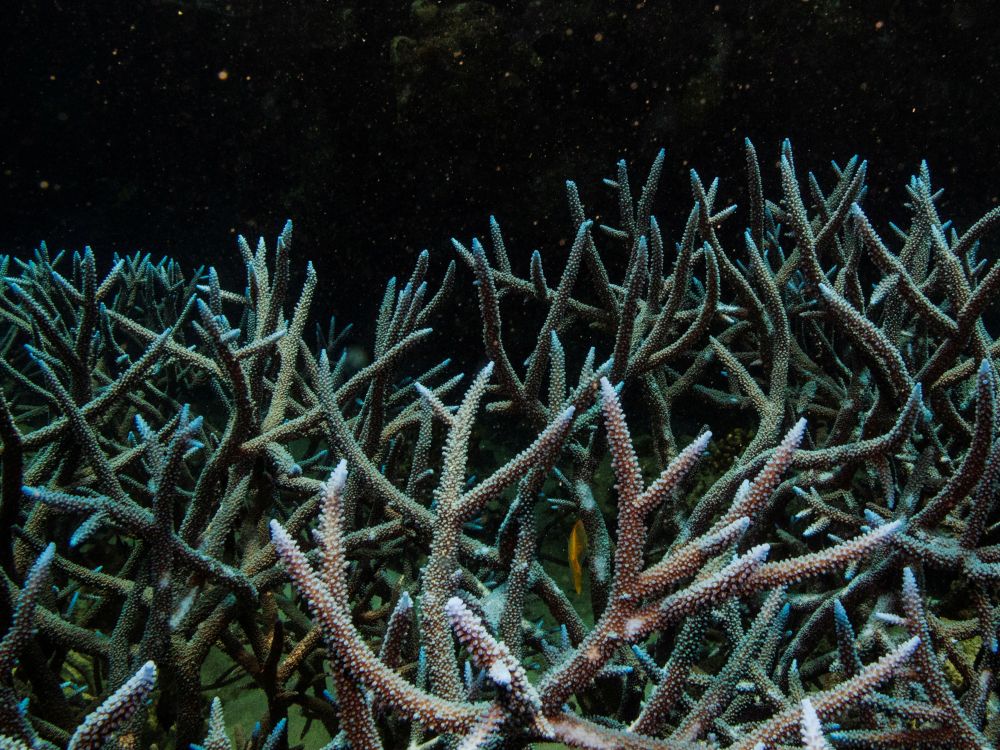 La Grande barrière de corail australienne