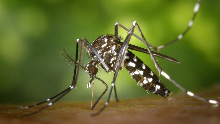 SLA calls for vigilance against the tiger mosquito in Lyon and its region