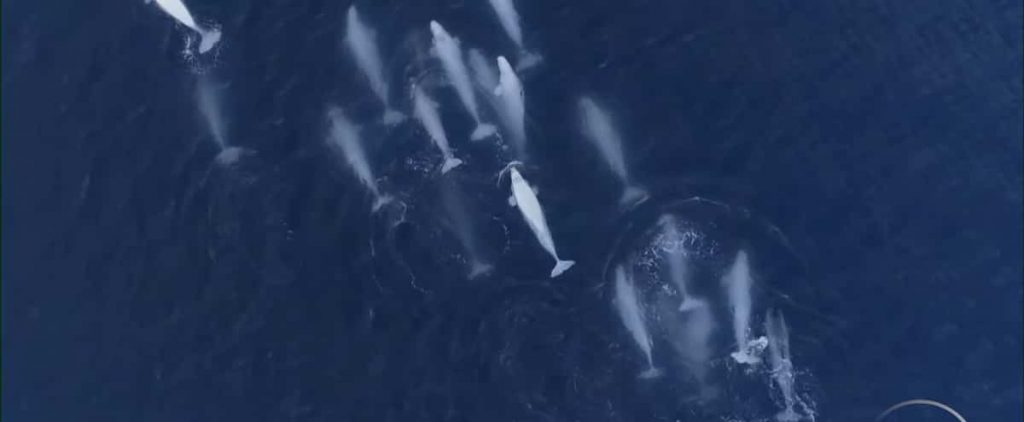 Disney documentary about the rhinoceros sea adopted by Belugas in Saint Lawrence