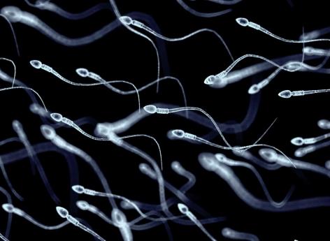 How sperm is accepted by the female immune response