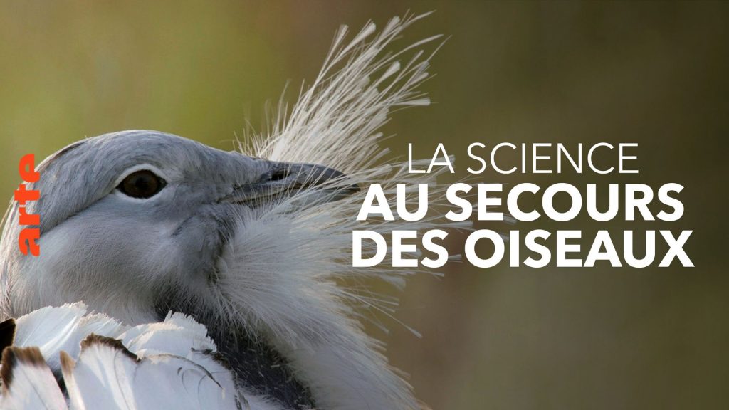 Science to Save Birds - Operation Houbara - Watch the full documentary