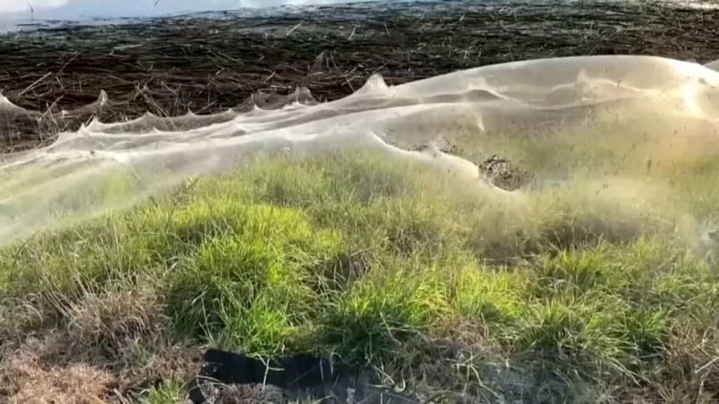 An area in Australia covered with spider webs