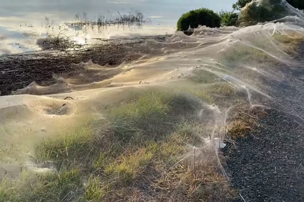Australia: Largest spider webs occupy a region