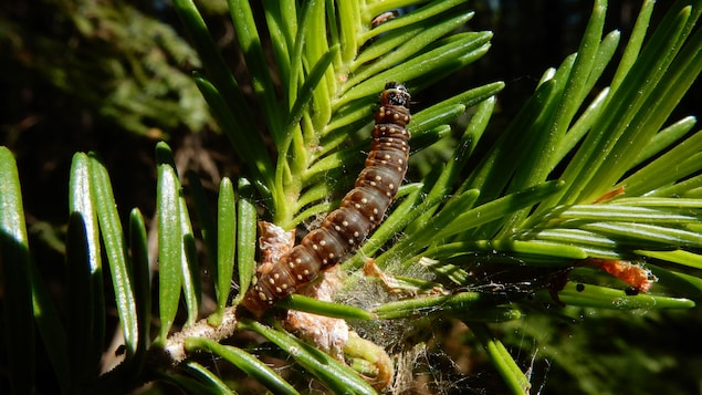 Controlling a fir worm using its own DNA