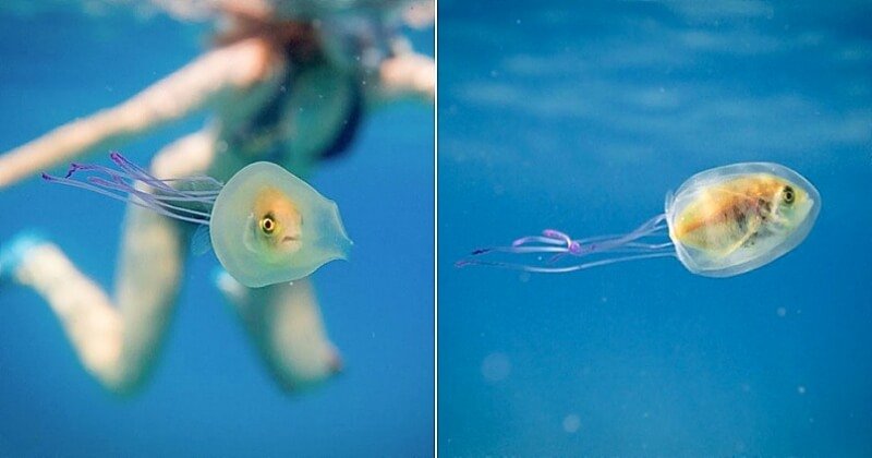 He photographs a live fish trapped in the body of a jellyfish