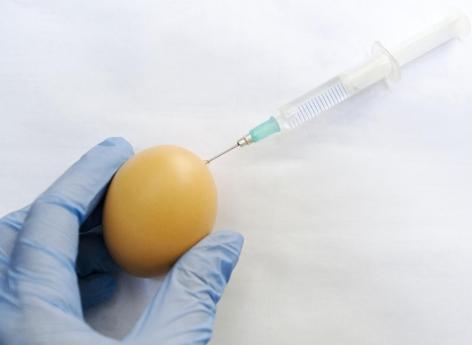How vaccines grown in eggs can divert some antibodies from the target virus الفيروس