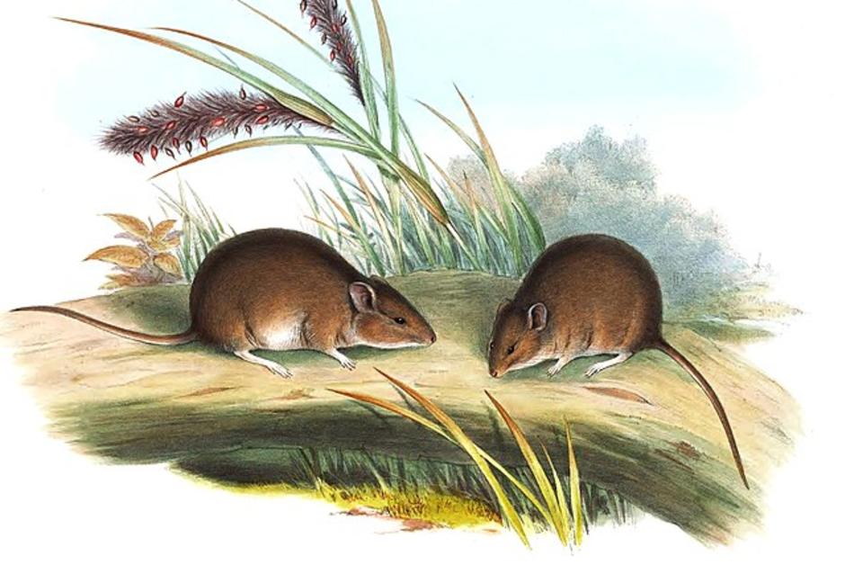 In Australia, a rodent resurrection is “extinct for 150 years”