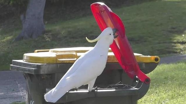 Nothing stops a cockatoo, not even a trash can