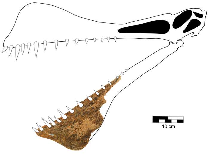 Reconstruction of the morphology of the D. Shavi skull as a function of the lower jaw fossil.  © Richard et al., 2021