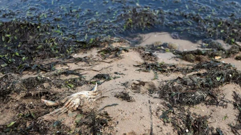 Spain: Asphyxiated by nitrates, the Lesser Sea spits out thousands of dead fish