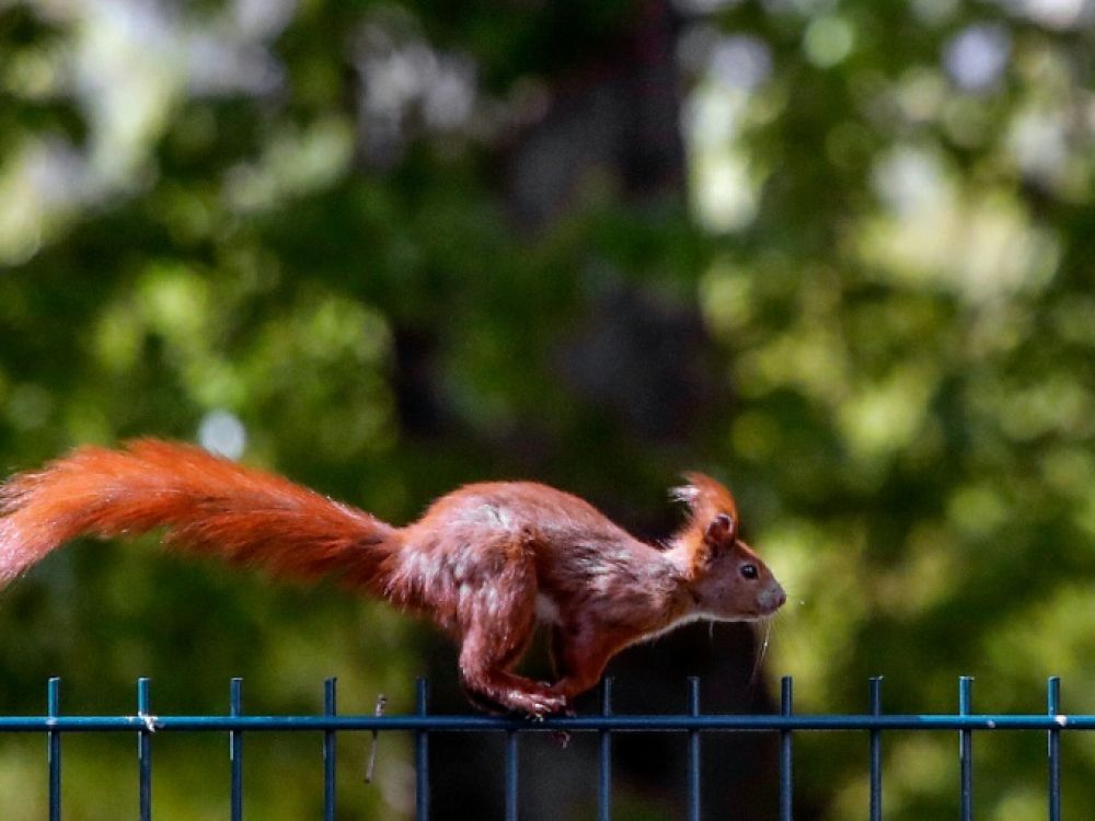 Acrobats and squirrels use parkour to get around (study)