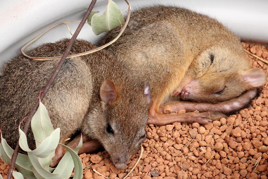 BrushTail Pettong reintroduced in South Australia