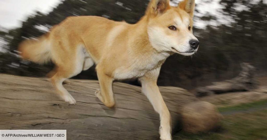New scenes reveal the secret life of a dingo in Australia