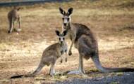 Everything you need to know about kangaroo