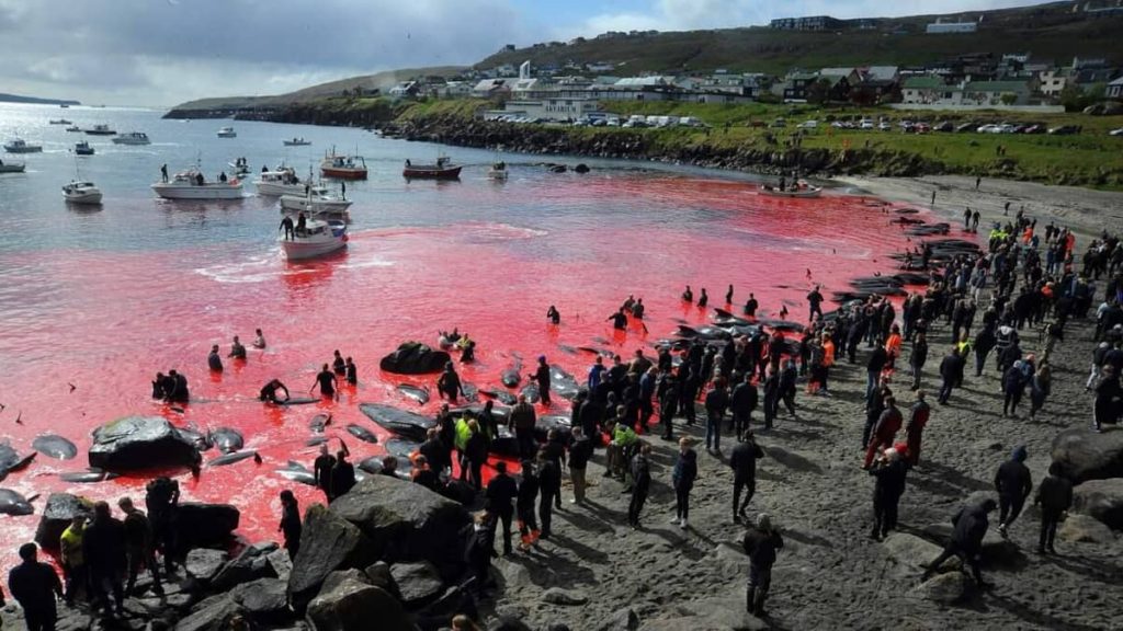 In the Faroe Islands, an emotion after the killing of 1,400 dolphins