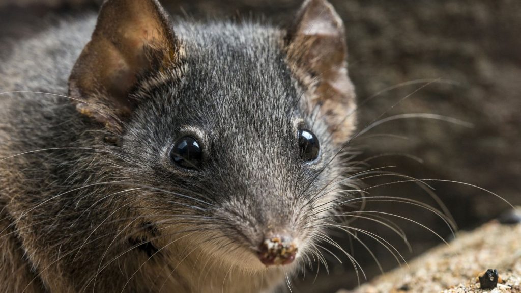 Rare marsupial species have finally escaped the catastrophic fire