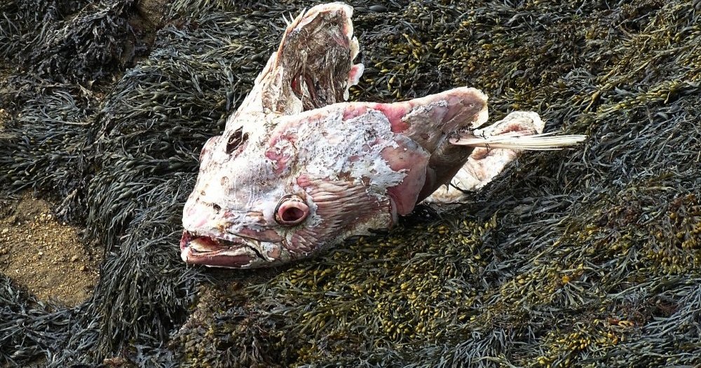 Giant fish stuck in Léchiagat: science has spoken - Pont-l'Abé