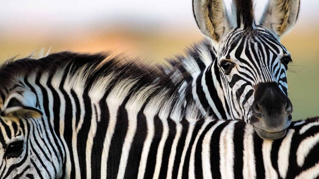 Zebra hunting is unlikely near the US capital