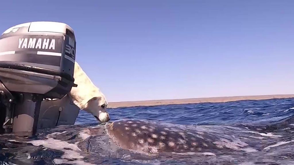 The dog kissed the shark on a boat trip in Australia
