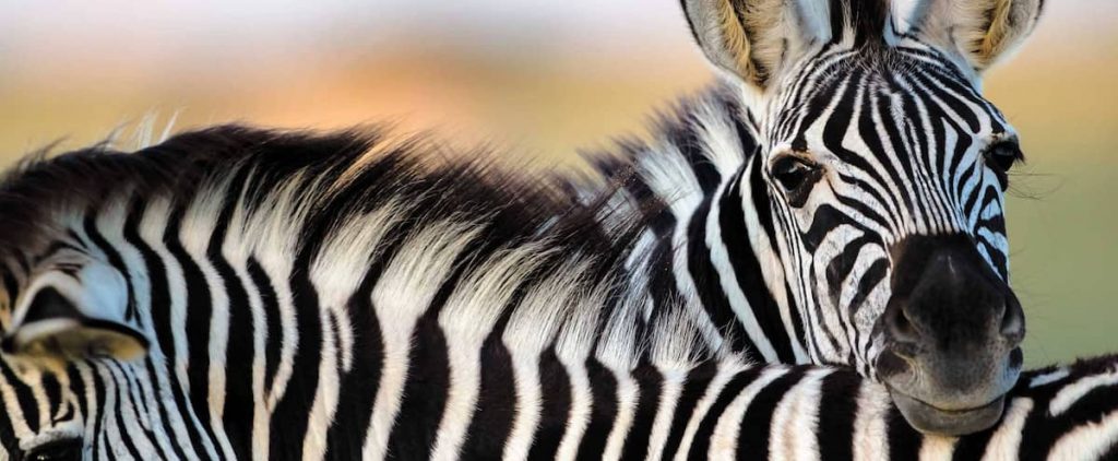 Zebra hunting is unlikely near the US capital