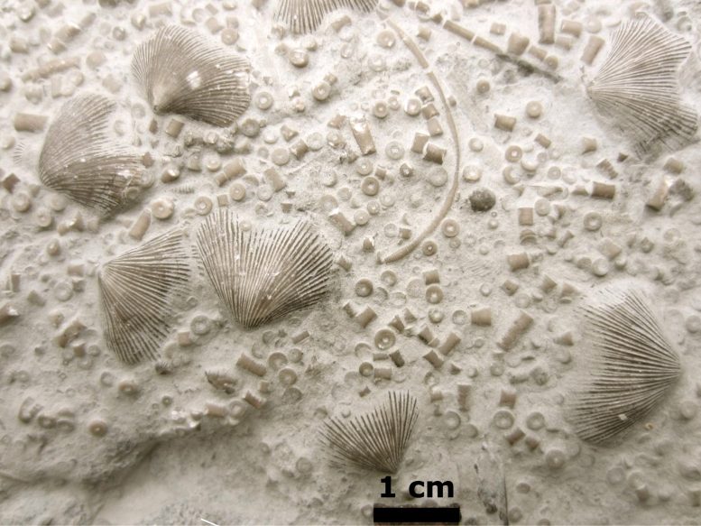 Ordovician outcrop fossils