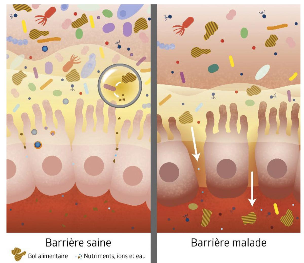 The intestinal barrier is the layer of cells on the outside of our intestines.  It is in direct contact with local germs.  It manages what we eat.  If it is changed, our health is damaged.
