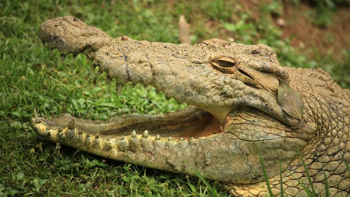 Les crocodiles marins ou «salties», qui peuvent atteindre sept mètres de long et peser plus d'une tonne, sont caractéristiques du nord tropical du vaste pays.