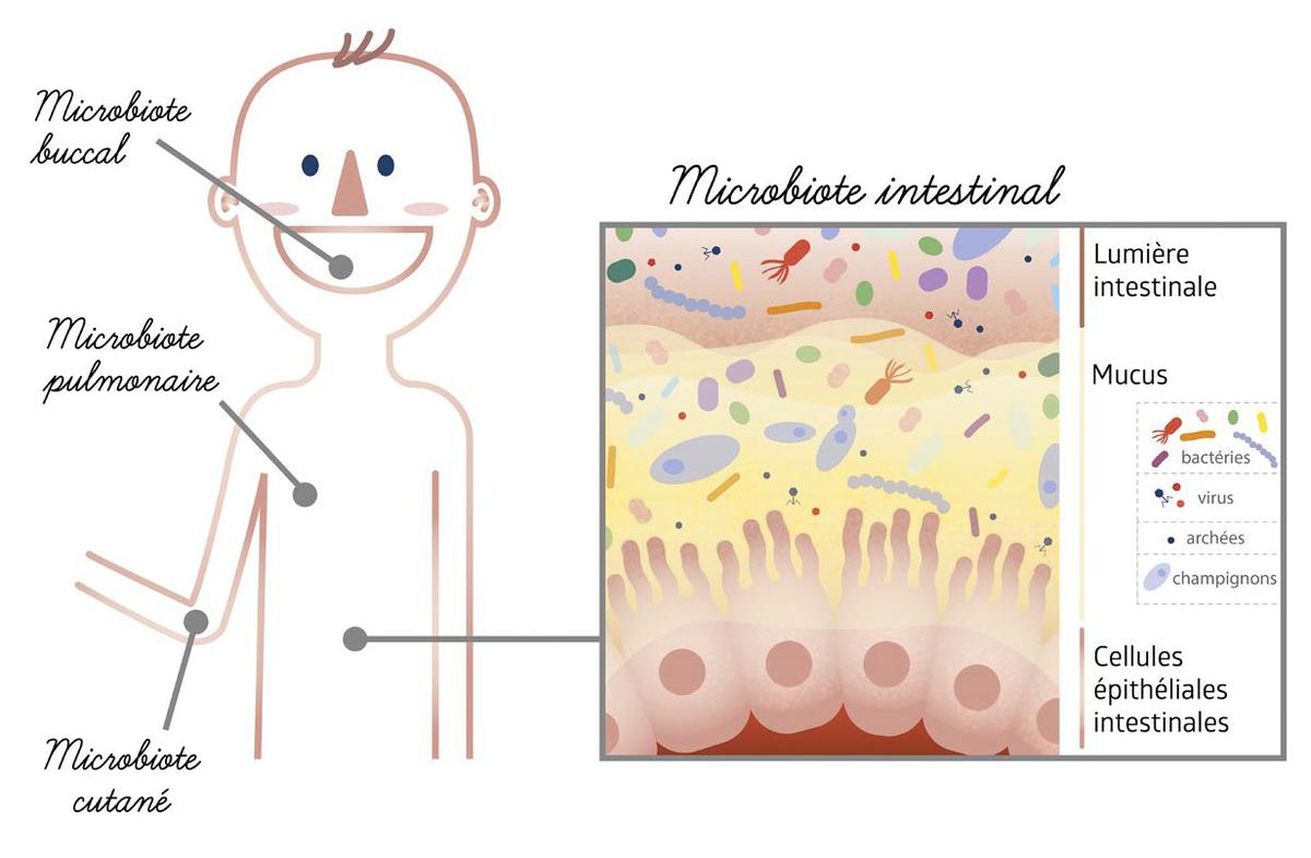 Every time one of our organs comes into contact with the external environment, a specific microbiota is created: in our mouth, skin, lungs or intestines.