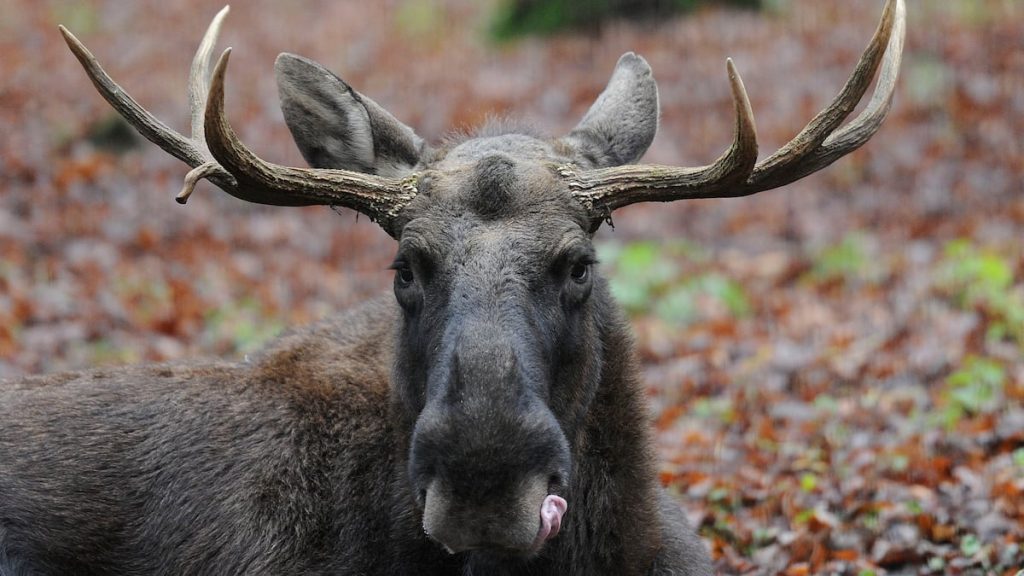 MP faces jail for killing moose