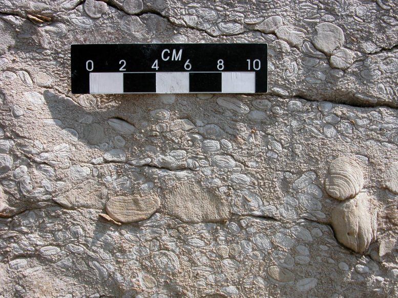 Hernanite fossils