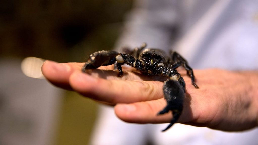 Unprecedented rain caused 4 deaths and 500 scorpion stings
