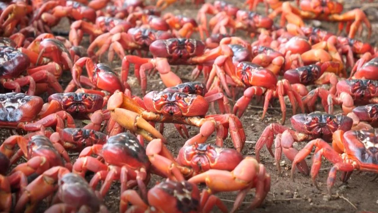 Video - Australia: Millions red crabs begin migration