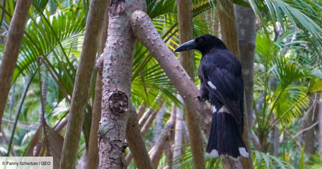 The endangered bird song album topped the charts in Australia