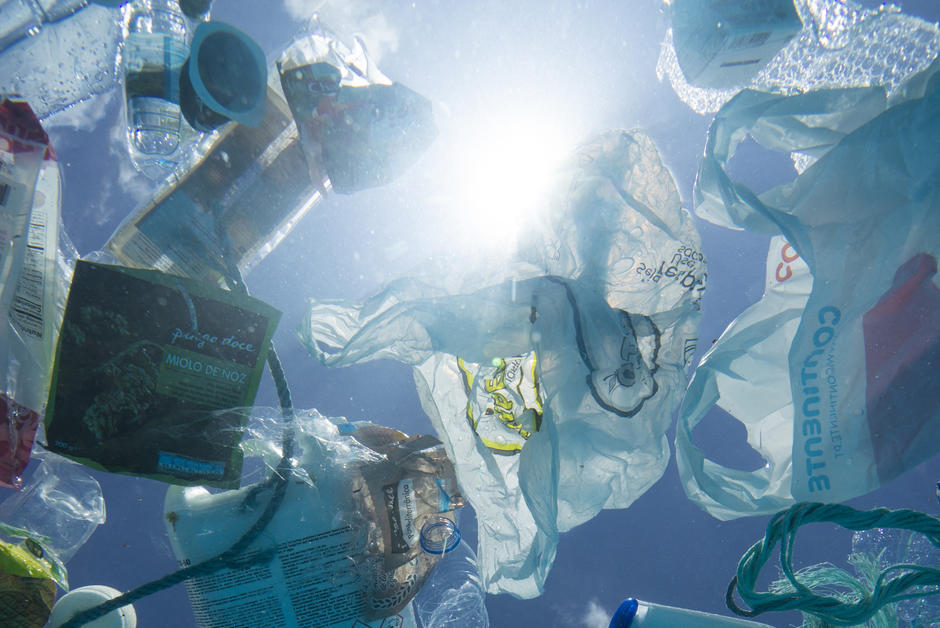 Plastic waste harbors coastal species at sea
