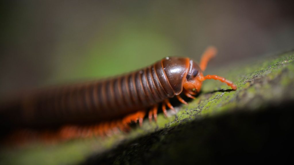 The world's first "true centipede" was discovered 60 meters underground in Australia