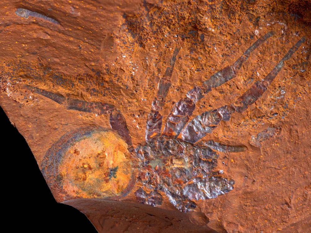 araignée fossile