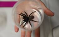 The Australian Zoo collects a 'mega' sample of one of the most endangered spiders