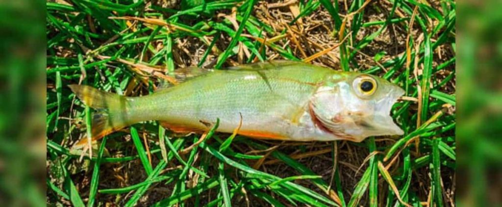 Fish that fell from the sky in Texas