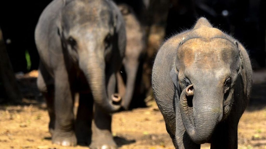In Bangladesh, elephants are destroying a wildlife park
