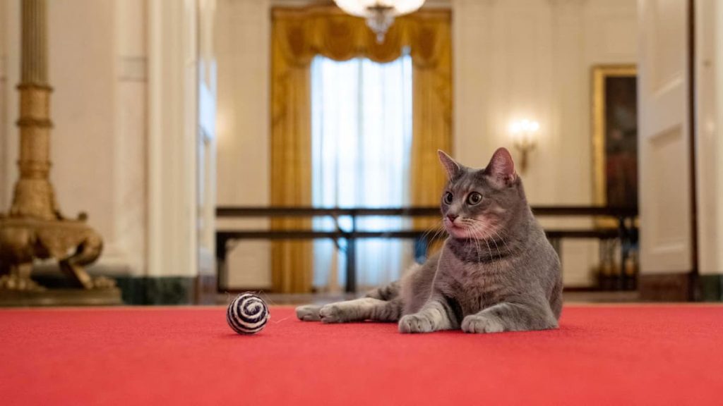 Voici la First Cat of the United States!