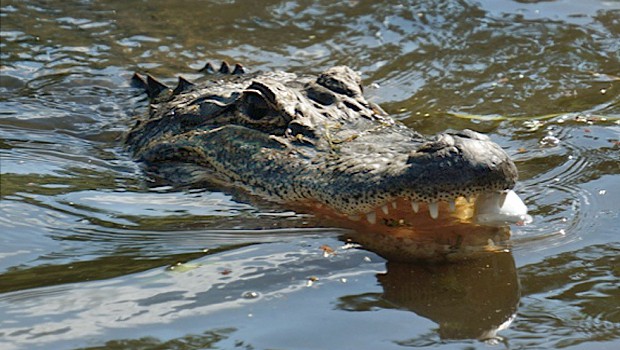 Australia: The children who were chased by the giant crocodile escaped very badly