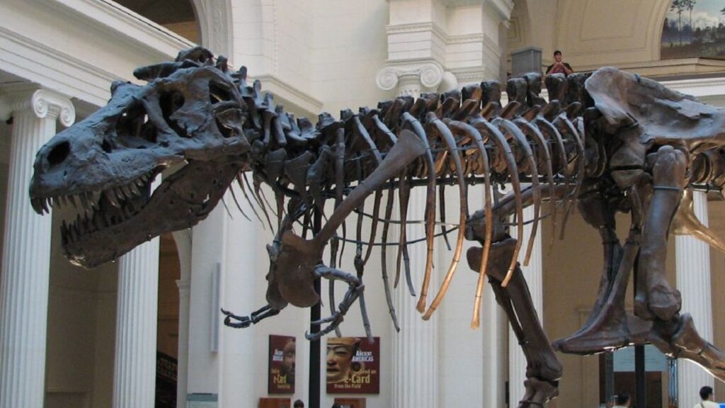 What if there were actually three species of T-Rex?