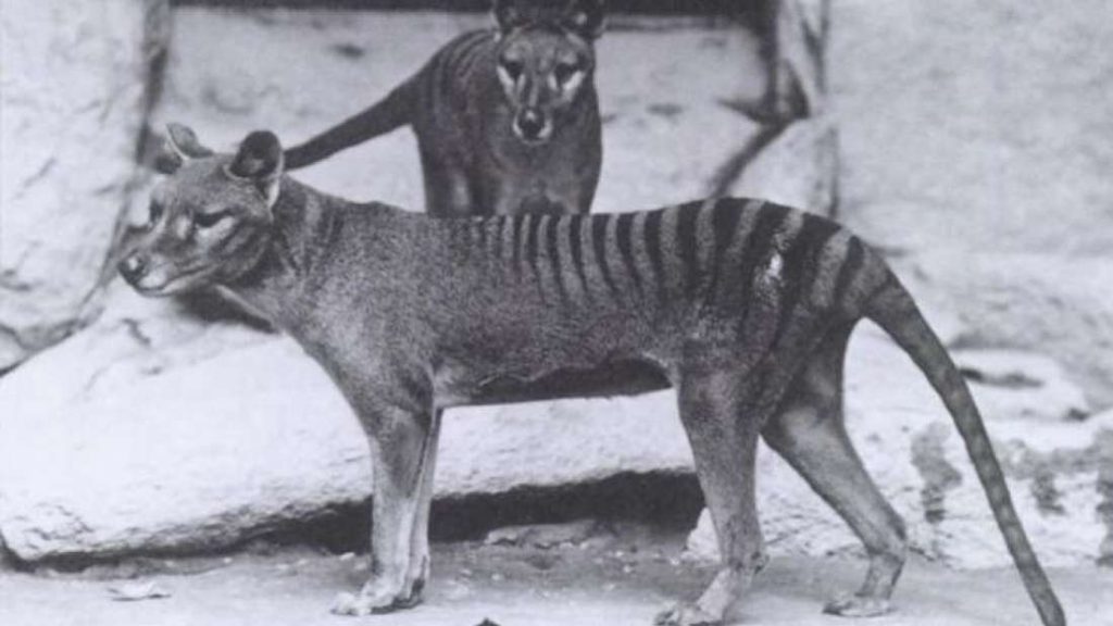 Thylacine tigre de tasmanie