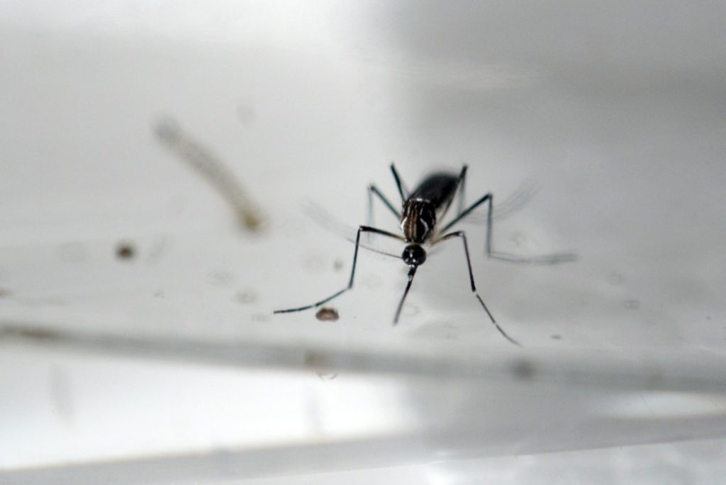 Why the United States will release 2 billion genetically modified mosquitoes