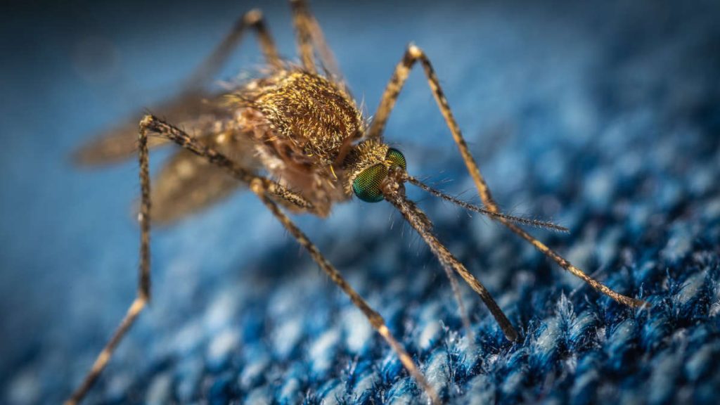 2 billion genetically modified mosquitoes to be released soon - La Nouvel Tribune