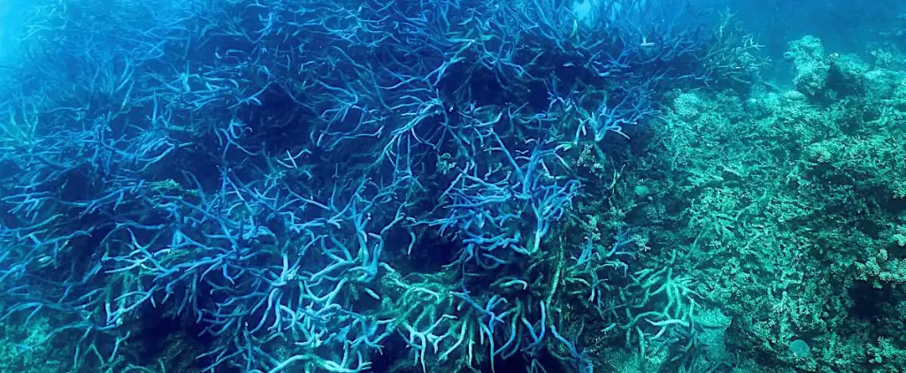 Australia: Great Barrier Reef "Wide Bleaching" Impact