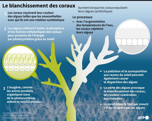 Coral bleaching explained