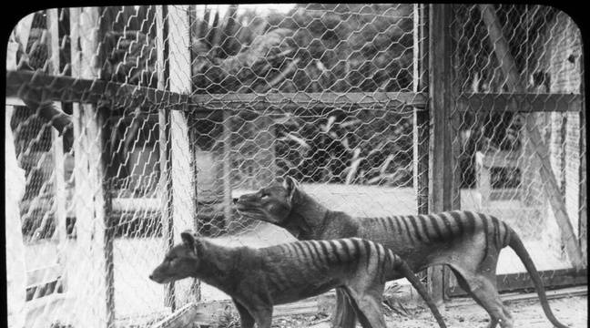 Will the Tasmanian tiger, an endangered species, be resurrected soon by researchers?
