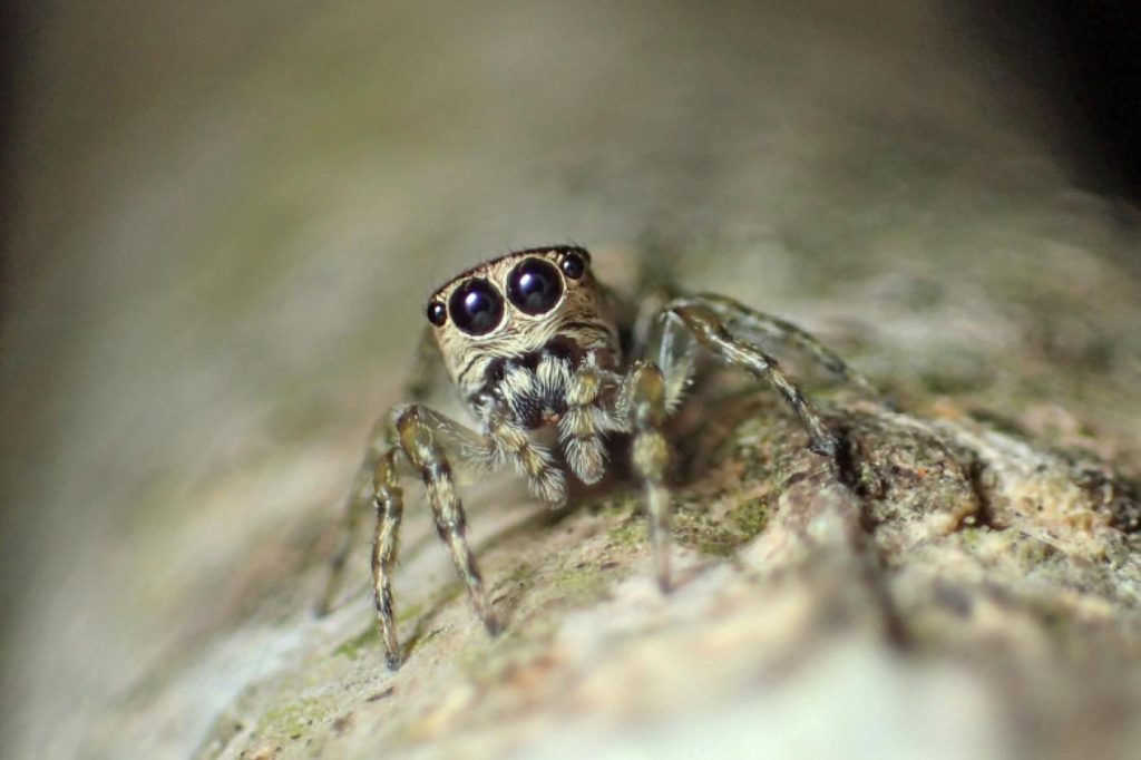 It's official, science now knows 50,000 species of spiders
