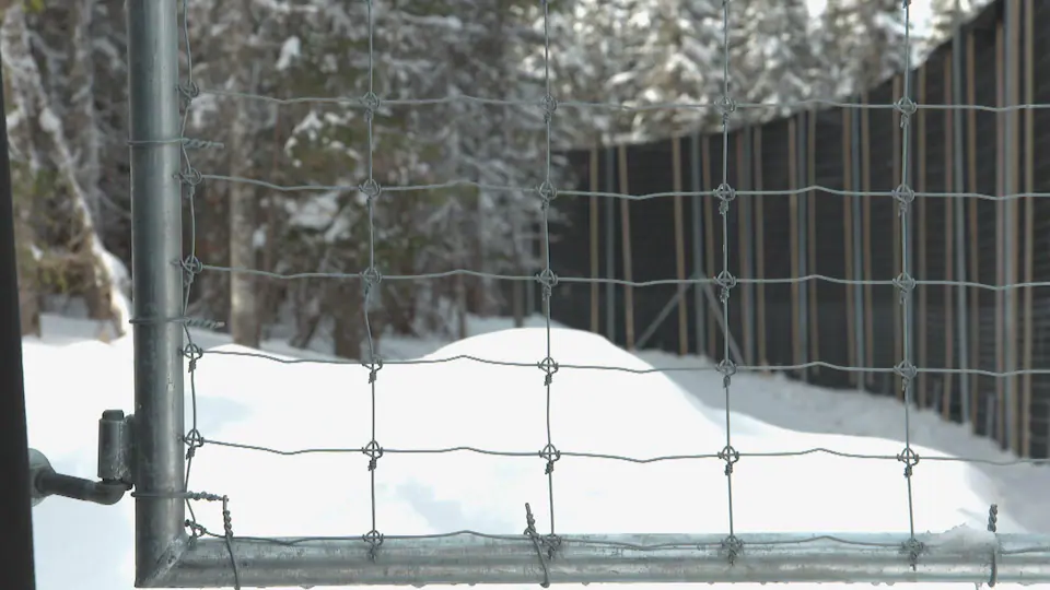 Fence and geotextile wall were erected to contain the caribou in the enclosure.